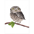Little Owl Art Print