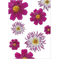 Pink Flowers Art Print